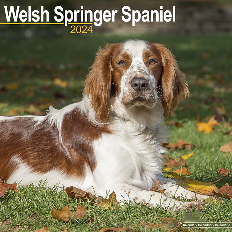 Calendar 2024 Welsh Springer Spaniel Zoo Roco